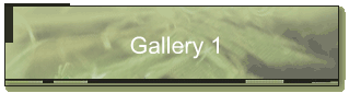 Gallery 1